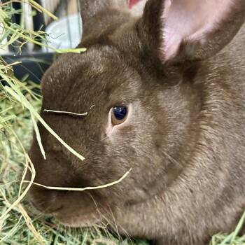 Bunny Rabbit and Rabbit Domesticmix Rabbits Available for Adoption in Erie, Colorado - CocoPuff With S