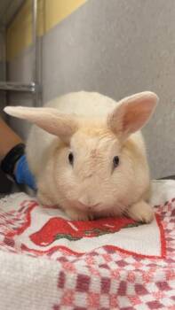 American Rabbits Available for Adoption - Timmy | PetCurious