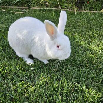 Tuktuk -  Bunny Rabbit Rabbit for Adoption in Modesto, California - Tuktuk | PetCurious