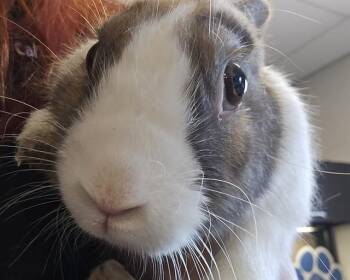 HENRY -  Bunny Rabbit Rabbit for Adoption in Olathe, Kansas - HENRY | PetCurious