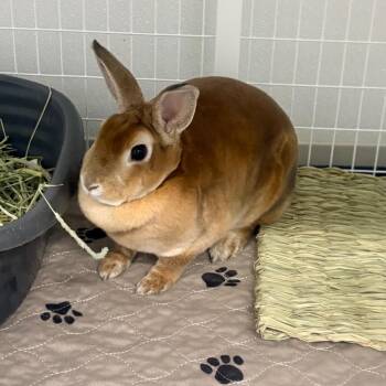 Mini Rex Rabbits Available for Adoption - Hermione | PetCurious