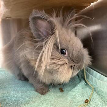 Lionhead Rabbits Available for Adoption in Pittsburgh, Pennsylvania - Ao Oni | PetCurious