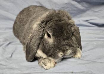 Mini Lop Rabbits Available for Adoption - Lopstah | PetCurious