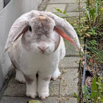 Armin -  Holland Lop Rabbit for Adoption in Kennebunk, Maine - Armin | PetCurious