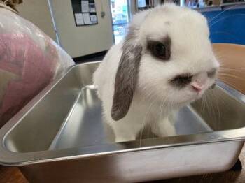 Aphrodite -  Holland Lop Rabbit for Adoption in Roseville, California - Aphrodite | PetCurious