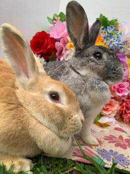 Rescue American Rabbits for Adoption in Midlothian, Virginia - Muffin (Bonded With Sugar) | PetCurious