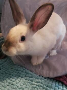 Rescue Bunny Rabbit Rabbits for Adoption in Naples, Florida - Buttercream | PetCurious