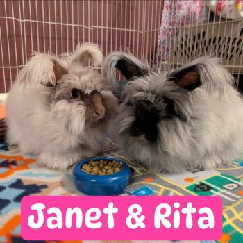 Rescue Angora Rabbit Rabbits for Adoption in Huntsville, Alabama - Janet & Rita (bonded Sisters) | PetCurious