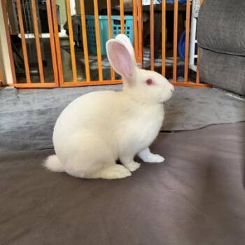 Louie -  New Zealand Rabbit for Adoption in Kalamazoo, Michigan - Louie | PetCurious