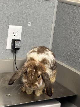 WISE -  Bunny Rabbit Rabbit for Adoption in Las Vegas, Nevada - WISE | PetCurious