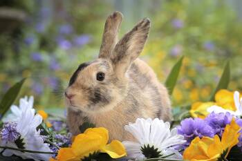 Holly (South Surrey) -  Bunny Rabbit and Harlequin Rabbit for Adoption in Vancouver, British Columbia - Holly (South Surrey) | PetCurious