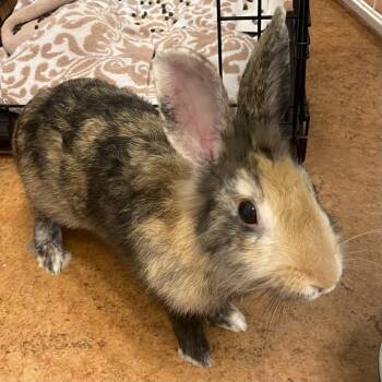 Rescue Harlequin Rabbits for Adoption in Palm Springs, California - Pumpernickel | PetCurious