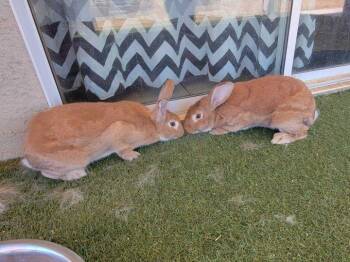 Rescue Flemish Giant Rabbits for Adoption in Los Angeles, California - Aloo & Gobi | PetCurious