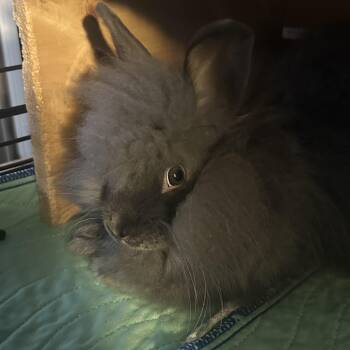 Rescue Jersey Wooly Rabbits for Adoption in Plumsted, New Jersey - Miss Floofington III | PetCurious
