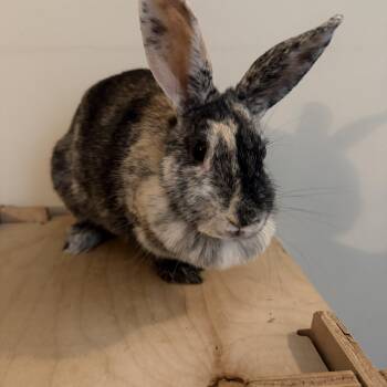 Cinder -  American Rabbit for Adoption in Willowbrook, Illinois - Cinder | PetCurious