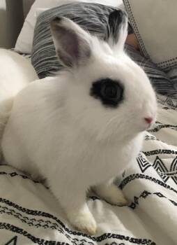Precious (& Princess) -  Lionhead and Dwarf Rabbit for Adoption in Fairfax, Virginia - Precious (& Princess) | PetCurious