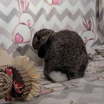 Rescue Holland Lop Rabbits for Adoption in Waynesboro, Virginia - Daphne | PetCurious