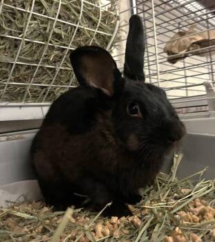 Ihop -  Rex Rabbit for Adoption in Raleigh, North Carolina - Ihop | PetCurious