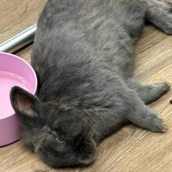 Dorian -  Lionhead Rabbit for Adoption in Napa, California - Dorian | PetCurious