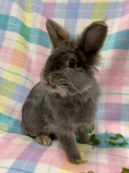 Lionhead Rabbits Available for Adoption in Livermore, California - Nettle | PetCurious
