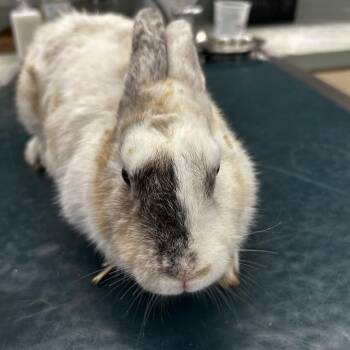 CinnaBun -  Harlequin Rabbit for Adoption in Westminster, California - CinnaBun | PetCurious
