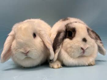 Rescue Bunny Rabbit Rabbits for Adoption in Minneapolis, Minnesota - Botones | PetCurious