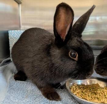 Vera -  Mini Rex Rabbit for Adoption in Des Moines, Iowa - Vera | PetCurious