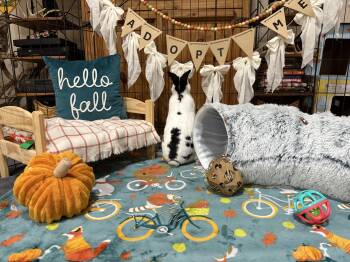 Rescue Rex and Dwarf Rabbits for Adoption in Little Rock, Arkansas - Frosty | PetCurious