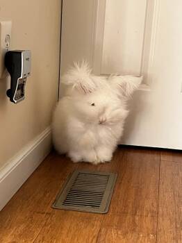 Rescue Angora Rabbit Rabbits for Adoption in Westerville, Ohio - Appa | PetCurious