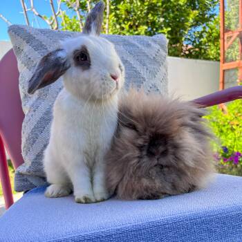 Rescue Holland Lop and Lionhead Rabbits for Adoption in Los Angeles, California - Coffee & Simba | PetCurious