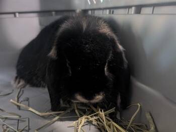Bunny Rabbit and Mini Lop Rabbits Available for Adoption in Palo Alto, California - CINDY LOP | PetCurious