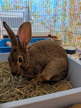 FARYN -  Bunny Rabbit Rabbit for Adoption - FARYN | PetCurious