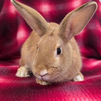 American Rabbits Available for Adoption - Patches | PetCurious
