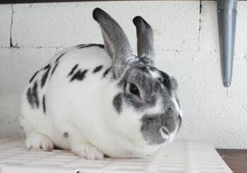 Mini Rex and Lionhead Rabbits Available for Adoption - Corydon | PetCurious