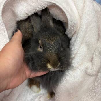 Fluffy -  Lionhead and Rex Rabbit for Adoption in Reno, Nevada - Fluffy | PetCurious