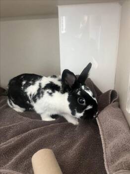 Bunny Rabbit Rabbits Available for Adoption in Loveland, Colorado - CHANDLER | PetCurious