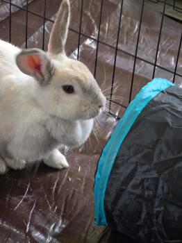 Rescue Creme Dargent Rabbits for Adoption in Plumsted, New Jersey - Honey Bunny | PetCurious
