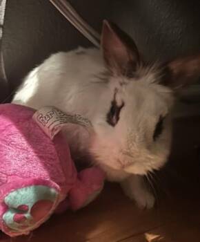 Boinny -  Bunny Rabbit Rabbit for Adoption in Fairfax, Virginia - Boinny | PetCurious