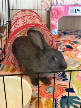 Rescue Lilac Rabbits for Adoption in Huntsville, Alabama - Violet | PetCurious
