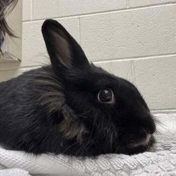 Nora -  Lionhead Rabbit for Adoption in Murray, Utah - Nora | PetCurious
