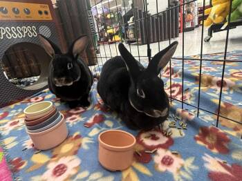 Aster -  Rex Rabbit for Adoption in San Tan Valley, Arizona - Aster | PetCurious
