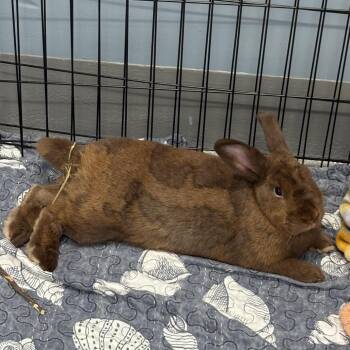 American Rabbits Available for Adoption - Frank | PetCurious