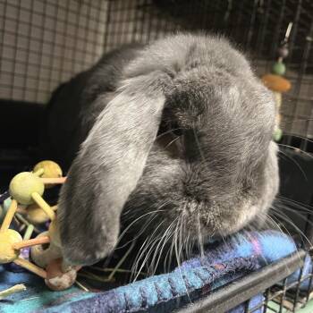 Dumbo -  Mini Lop Rabbit for Adoption in York, Pennsylvania - Dumbo | PetCurious
