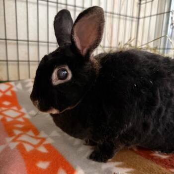 Loofah -  Rex Rabbit for Adoption in Kennesaw, Georgia - Loofah | PetCurious