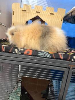 Theodore -  American Fuzzy Lop Rabbit for Adoption in Sebastian, Florida - Theodore | PetCurious
