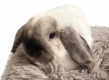 Holland Lop Rabbits Available for Adoption in Marshfield, Wisconsin - Osiris | PetCurious
