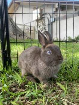 American Rabbits Available for Adoption in Honolulu, Hawaii - Twixie | PetCurious