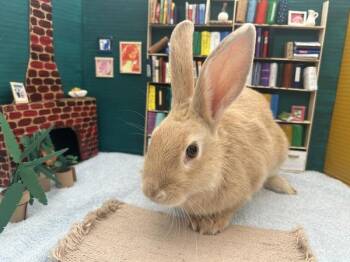 Pichu -  New Zealand Rabbit for Adoption in Portland, Oregon - Pichu | PetCurious
