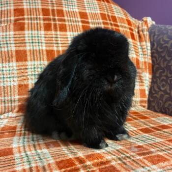 Walnut -  Holland Lop Rabbit for Adoption in Gansevoort, New York - Walnut | PetCurious