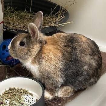Bunny Rabbit and Netherland Dwarf Rabbits Available for Adoption in Baltimore, Maryland - Strudel | PetCurious